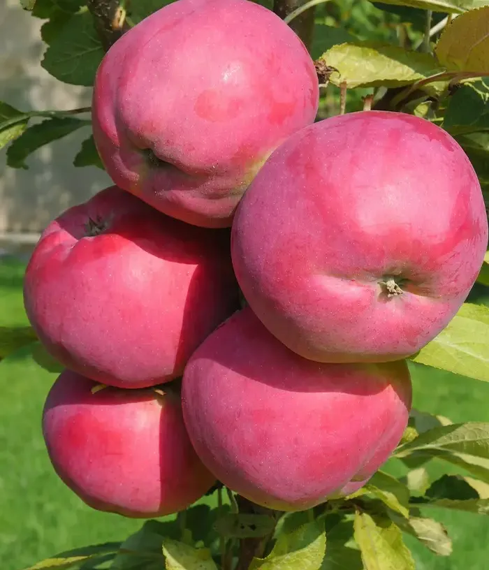 Säulenapfel (Malus domestica) DEJAVU - Tutifruti, s.r.o.
