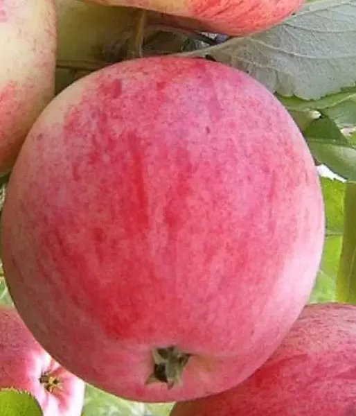 Apfel (Malus domestica) DELIKATES