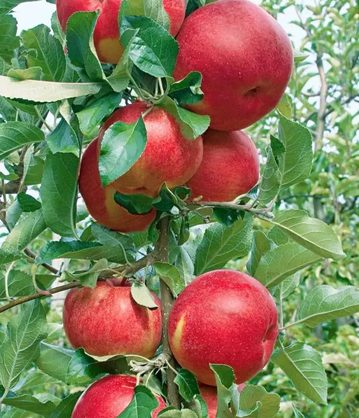 Säulenapfel (Malus domestica) DZHIN - Tutifruti, s.r.o.