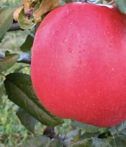 Apple tree (Malus domestica) EDĪTE