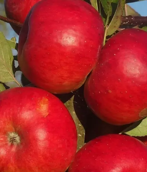 Apfelbaum (Malus domestica) EKSOTIKA
