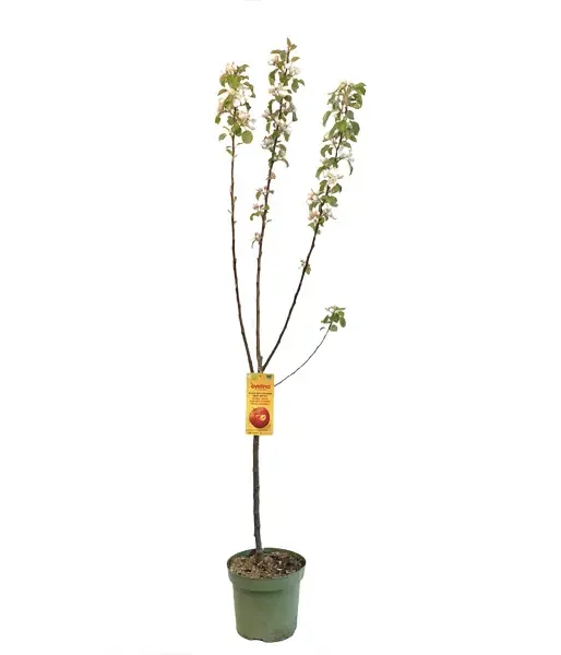 BIO apple tree (Malus domestica) EVELINA