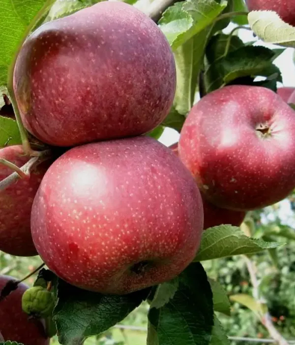 Jabloň (Malus domestica) FLORINA