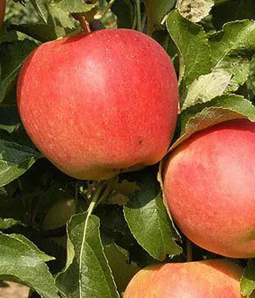 Jabloň (Malus domestica) GALA