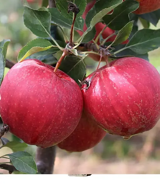 Jabloň (Malus domestica) GALA BROOKFIELD
