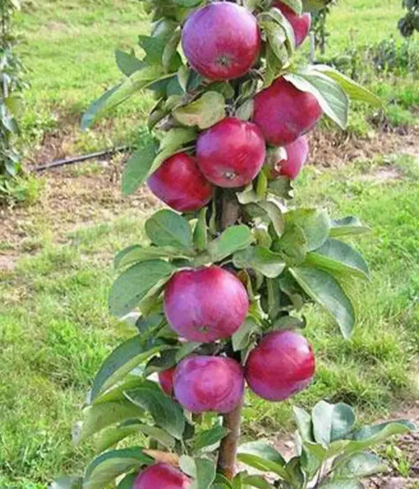 Säulenapfel (Malus domestica) GATIS (D-3-94-2)