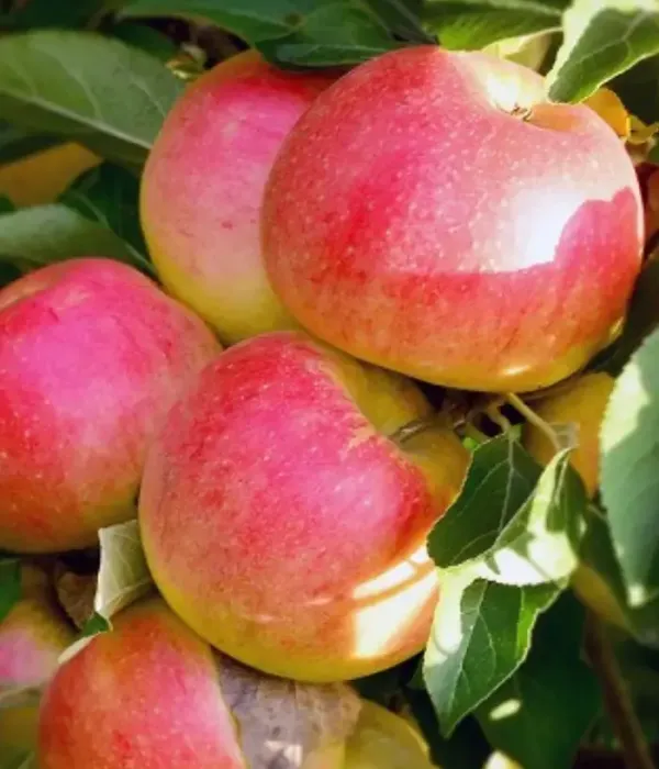 Apfel (Malus domestica) GENEROS