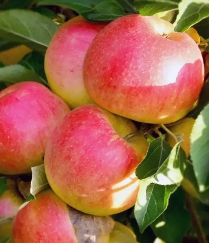 Apfel (Malus domestica) GENEROS - Tutifruti, s.r.o.