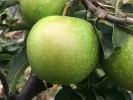 BIO Säulenapfelbaum AROMA SPUR GRUN - Tutifruti SK
