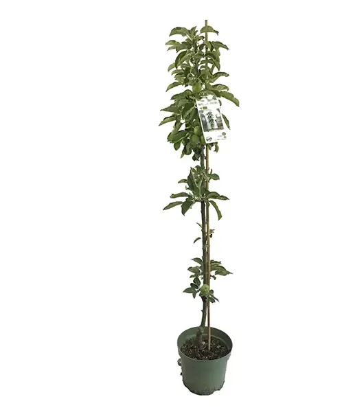 BIO Säulenapfelbaum AROMA SPUR GRUN - Tutifruti SK