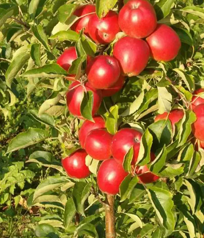 Columnar apple tree (Malus domestica) ILMA - Tutifruti, s.r.o.