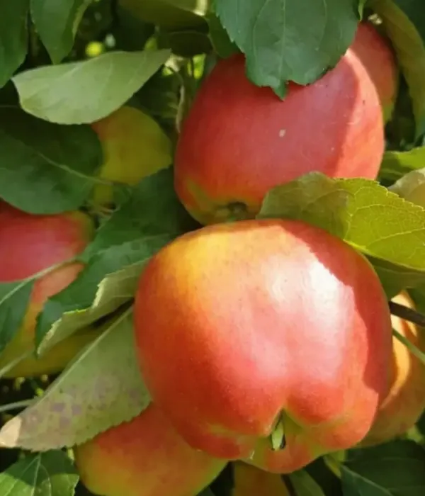 Apfel (Malus domestica) INEDIT