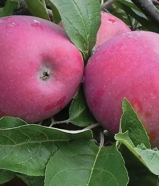 Apfelbaum (Malus domestica) INESE