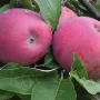 Apple tree (Malus domestica) INESE