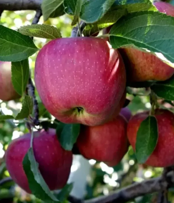 Jabloň (Malus domestica) FUJI KIKU
