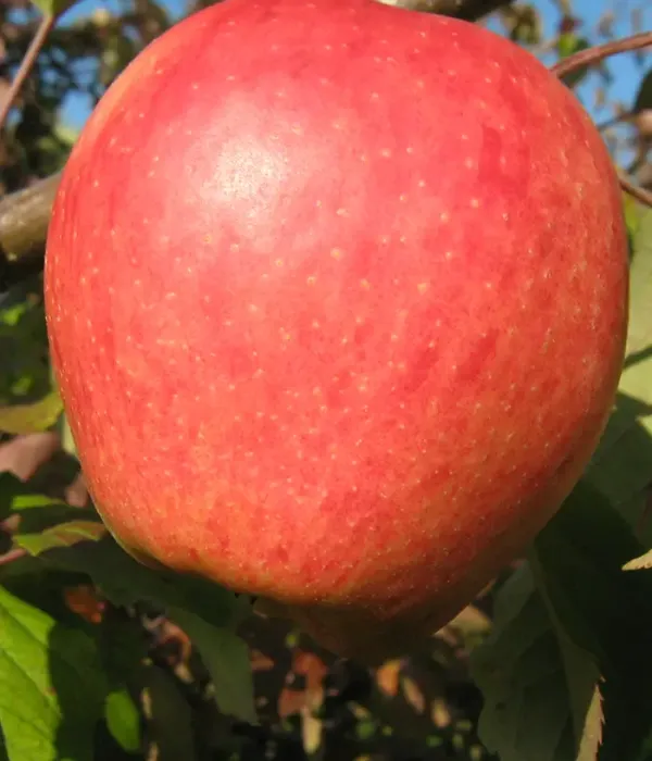 Jabloň (Malus domestica) INĀRA