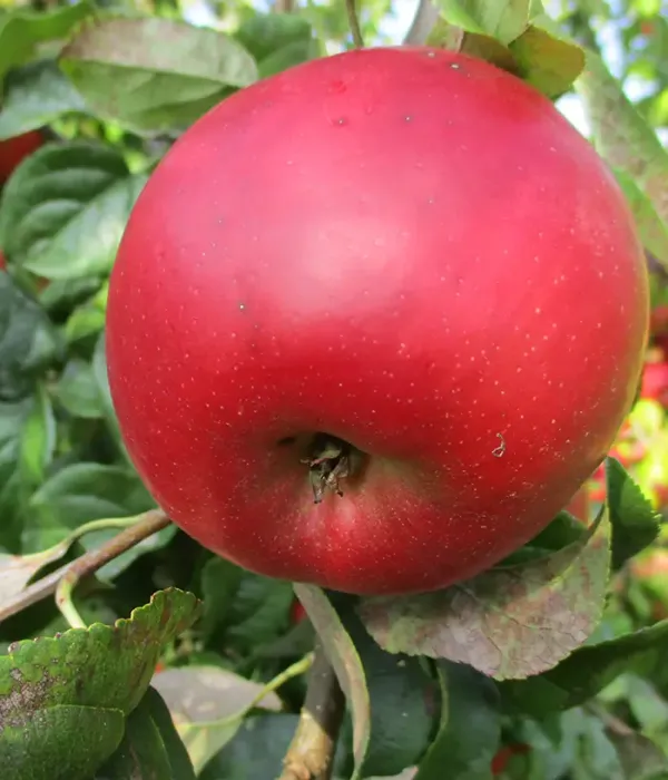 Jabloň (Malus domestica) INALINA