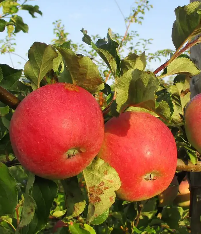 Jabloň (Malus domestica) SARMĪTE