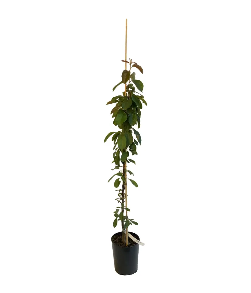 Columnar apple tree MAYPOLE - Tutifruti SK