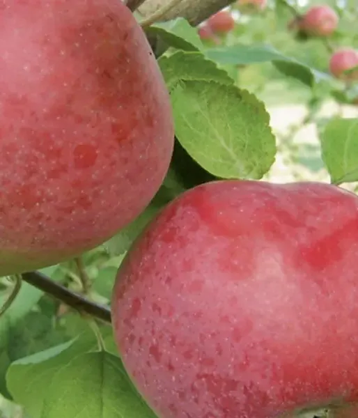 Apfelbaum (Malus domestica) MONTA