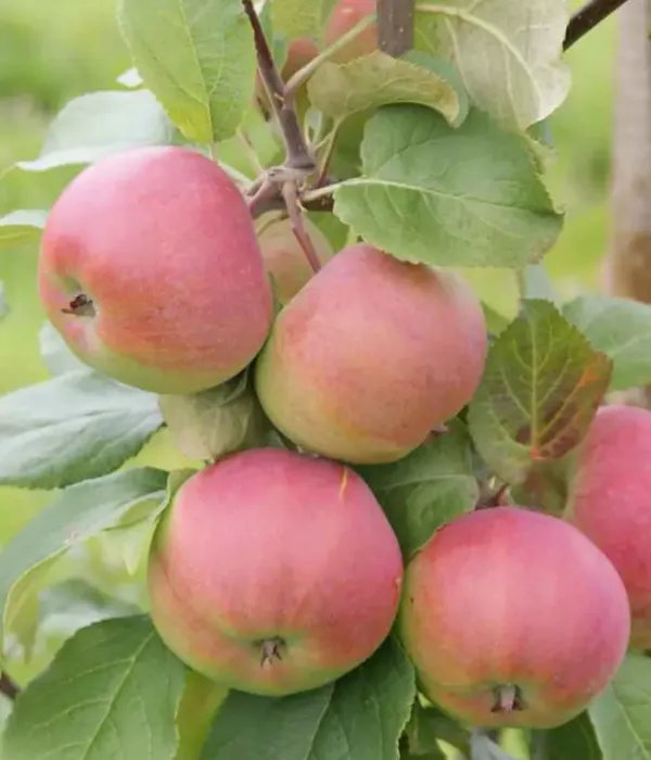 Apfelbaum (Malus domestica) ORLOVIM