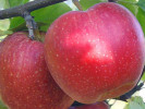 Apfel (Malus domestica) RED TOPAZ - Tutifruti SK