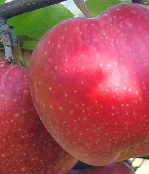 Jabloň (Malus domestica) ALWA