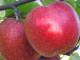 Apfel (Malus domestica) RED TOPAZ