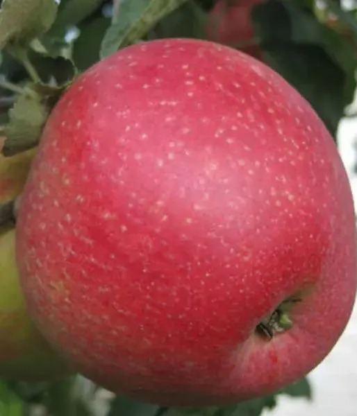 Apple (Malus domestica) REMO®