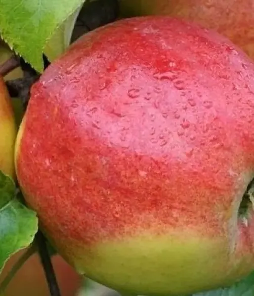 Säulenapfel (Malus domestica) POLKA
