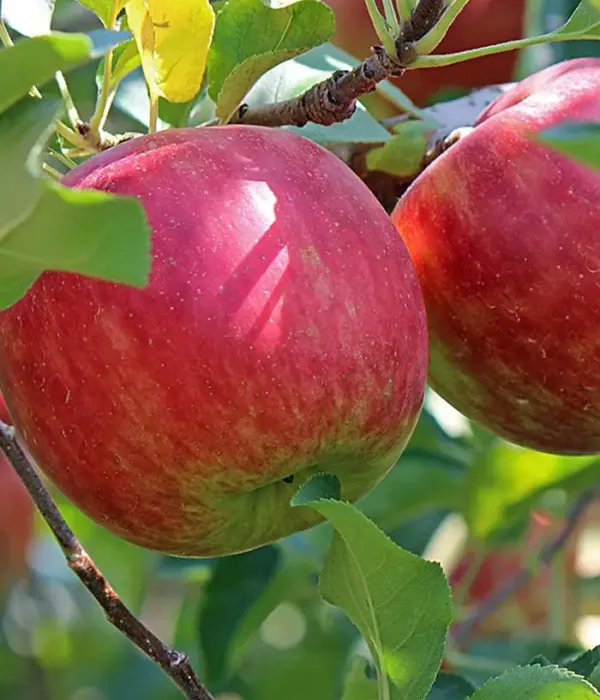 Apple (Malus domestica) ROMUS 3