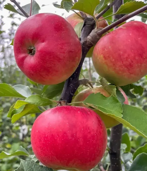 Apfel (Malus domestica) RUBINOLA