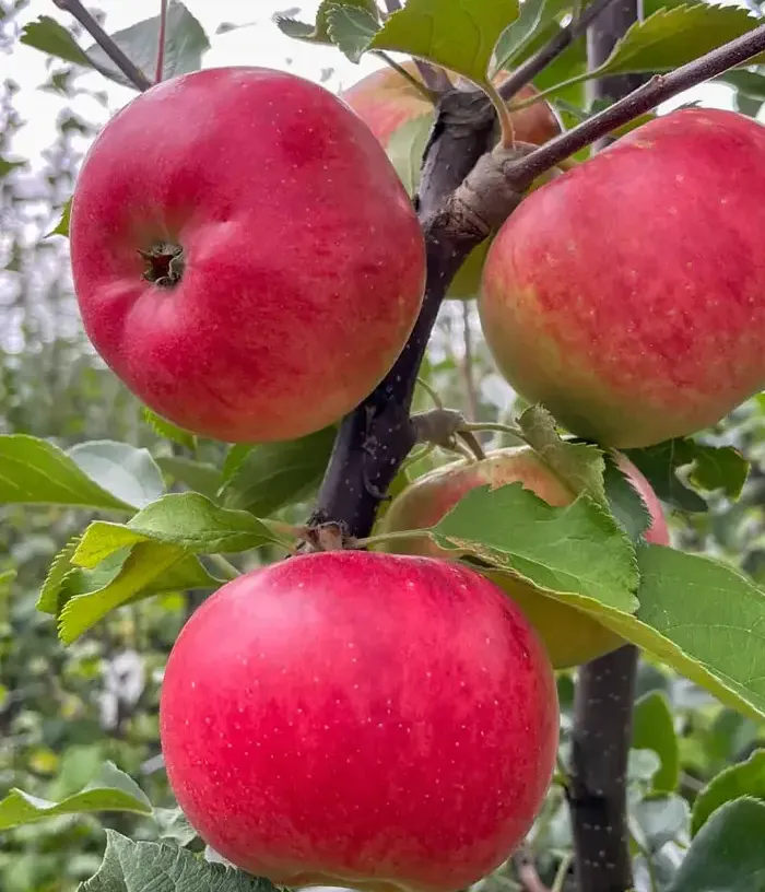 Apple (Malus domestica) RUBINOLA - Tutifruti, s.r.o.