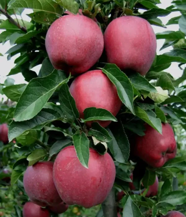 Apfel (Malus domestica) SANDIDGE
