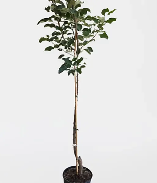 Apfelbaum (Malus domestica) BAIBA