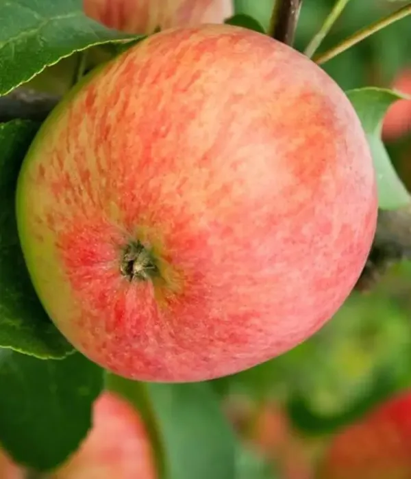 Columnar apple tree (Malus domestica) VALYUTA