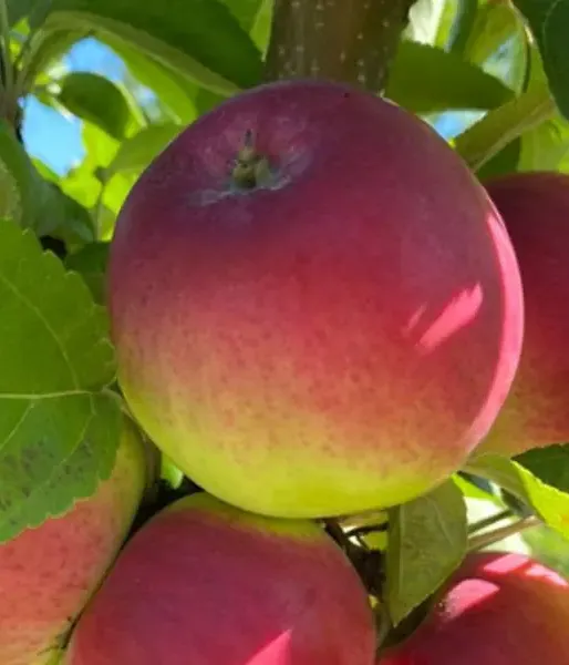 Jabloň (Malus domestica) ZANE