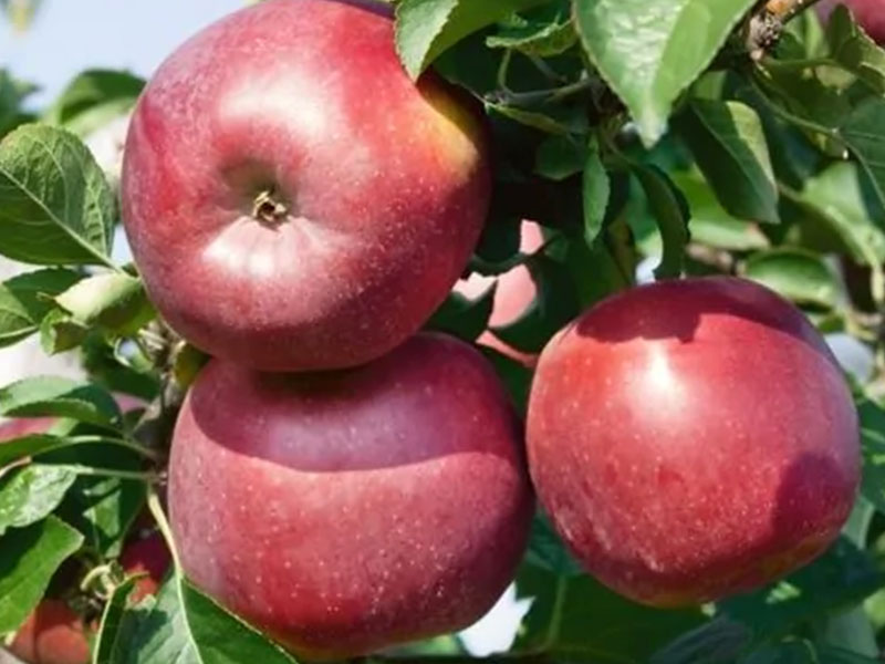  BIO Säulenapfelbaum AROMA SPUR ROT