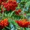 Eberesche (Sorbus): Ein Leitfaden zur Botanik und Nährstoffzusammensetzung (Teil 1)