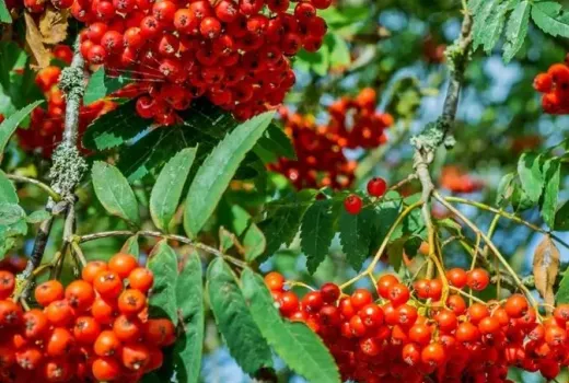 Eberesche (Sorbus): Ein Leitfaden zur Botanik und Nährstoffzusammensetzung (Teil 1)