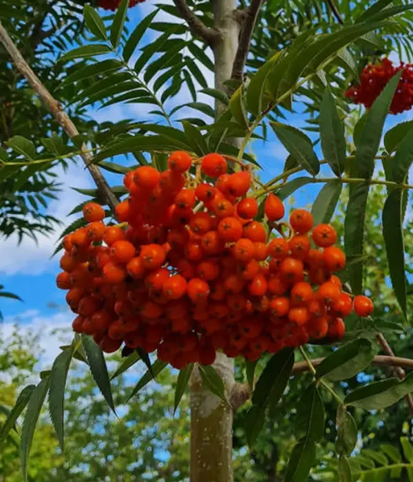Eberesche (Sorbus ulleungensis) DODONG