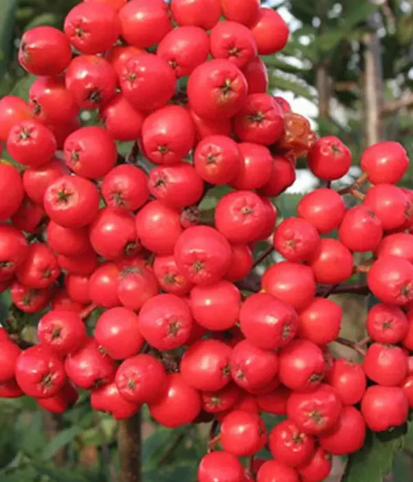 Eberesche (Sorbus aucuparia) ALAJA KRUPNAJA