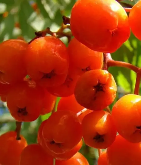 Eberesche (Sorbus aucuparia) DOČ KUBOVOJ