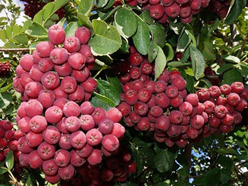 Eberesche (Crataegosorbus miczurinii) GRANATNAJA