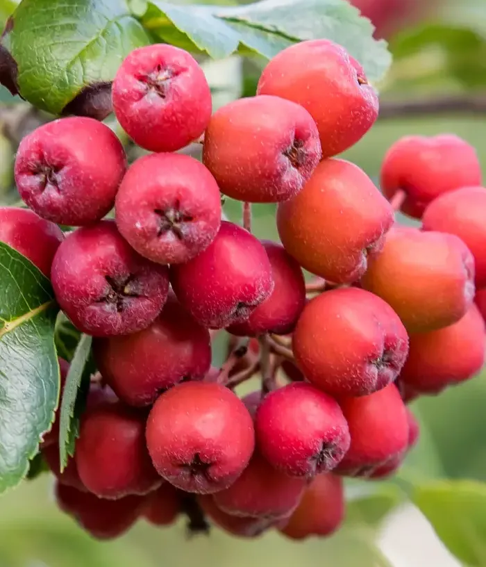 Ebereschen-Apfelbeere (Sorbus aucuparia x Sorbus melanocarpa) Likornaja - Tutifruti, s.r.o.
