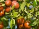 BIO Jujuba  (Ziziphus jujuba) DONGZAO - Tutifruti, s.r.o.
