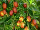 Jujube / Chinese Date (Ziziphus jujuba) HUPING - Tutifruti, s.r.o.