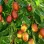 Jujube: Varieties Huping, Chun and Fang Yuan No. 1 – Chinese Treasures for Your Garden