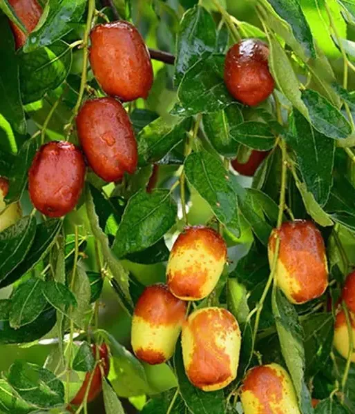 Jujube / Chinese Date (Ziziphus jujuba) HUPING