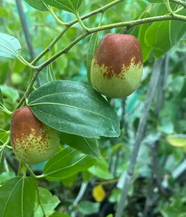 Jujube / Chinese Date (Ziziphus jujuba) LANG